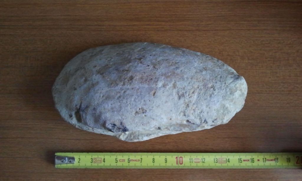 Panopea Glycymeris ????